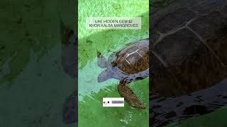 Khor Kalba Mangrove Centre Hidden Gem In Uae Places To Visit In Uae