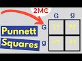 Mastering Punnett Squares for Genetic Predictions