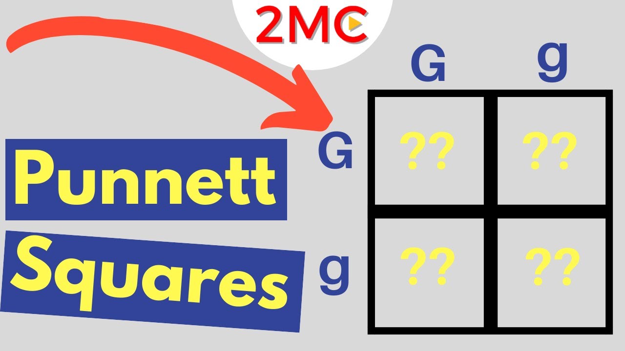 genotype definition for kids