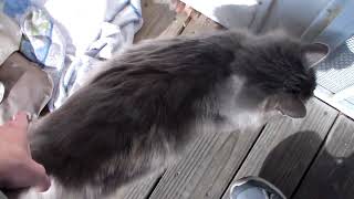 Dave the Stray Cat by Jason P 952 views 6 years ago 1 minute, 8 seconds