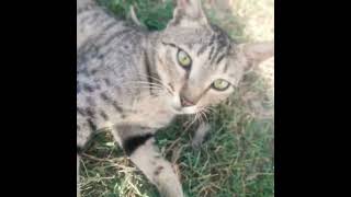 My Cat = My Happiness ❤️ #trending #KittyLove #GardenCat #CatVibes #PetShorts