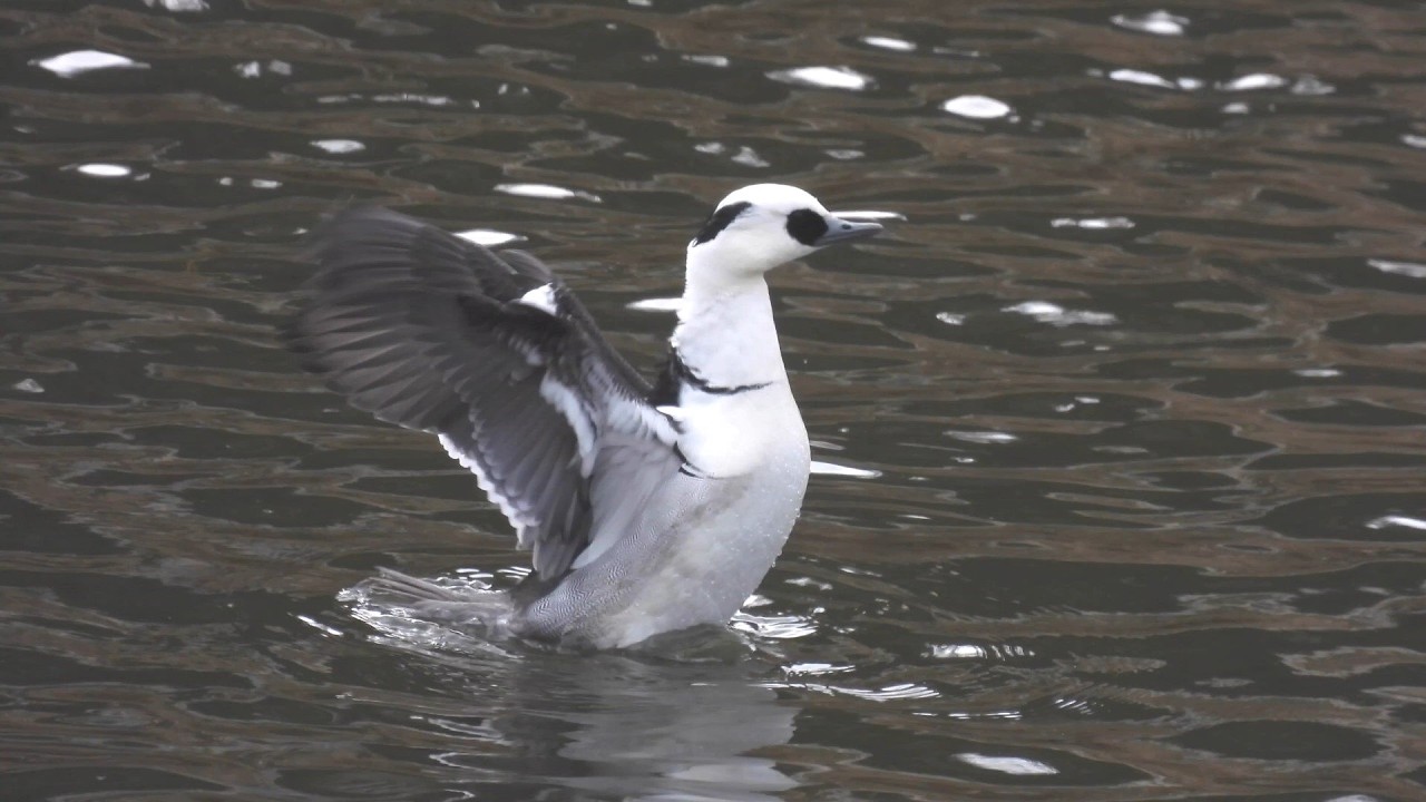 この冬の諏訪湖の野鳥。カワセミ、ミコアイサ、カンムリカイツブリたち（４Ｋ）