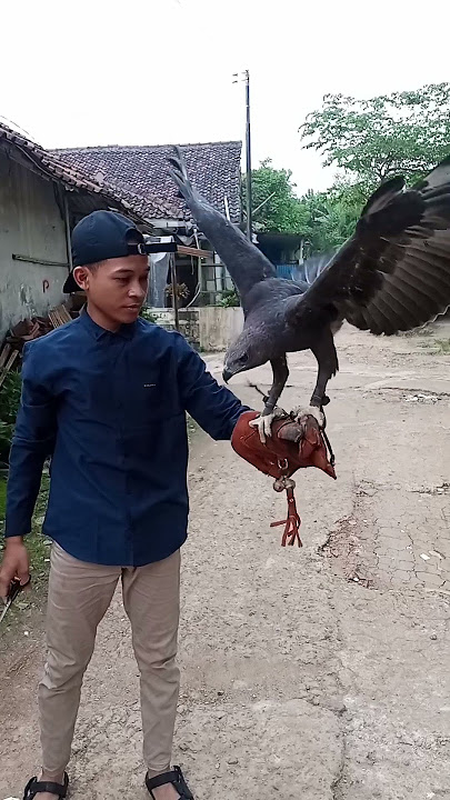 ELANG BRONTOK #shorts #birds
