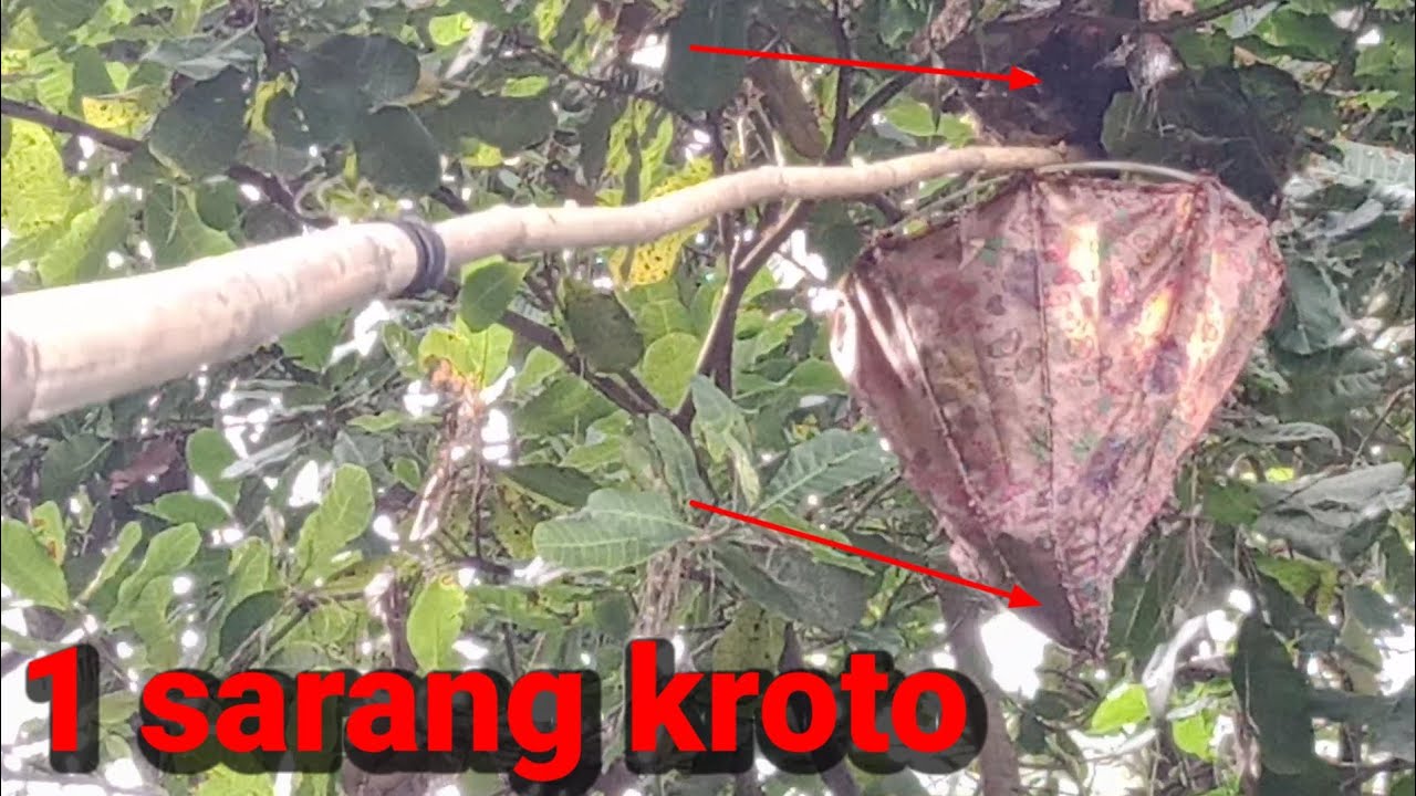 teknik panen kroto satu sarang 6 on
