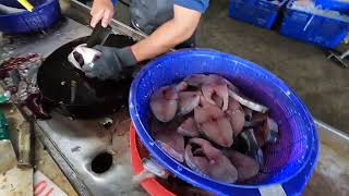 The Secret of the Set Net Processing a Huge Haul of Premium Fresh Fish! 明發定置漁場 wild fish