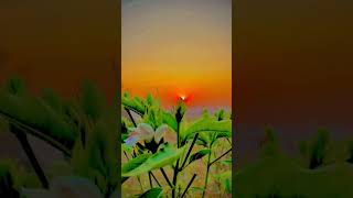 CHASE THE SUNSET 🌇 #tutorialfilter #song #roots #villagelife #village