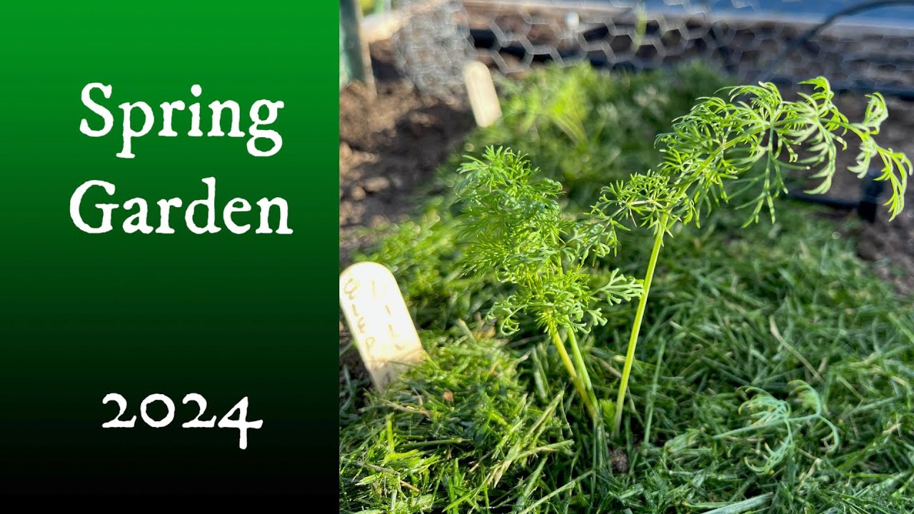 SPRING GARDEN 2024 and dealing with PESKY GROUND SQUIRRELS! 