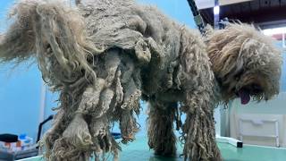 This Dog Didn't Deserve This...