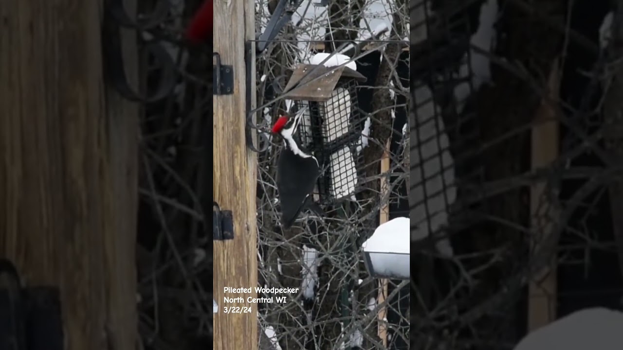 Pileated Woodpecker - North Central WI - 3/22/24