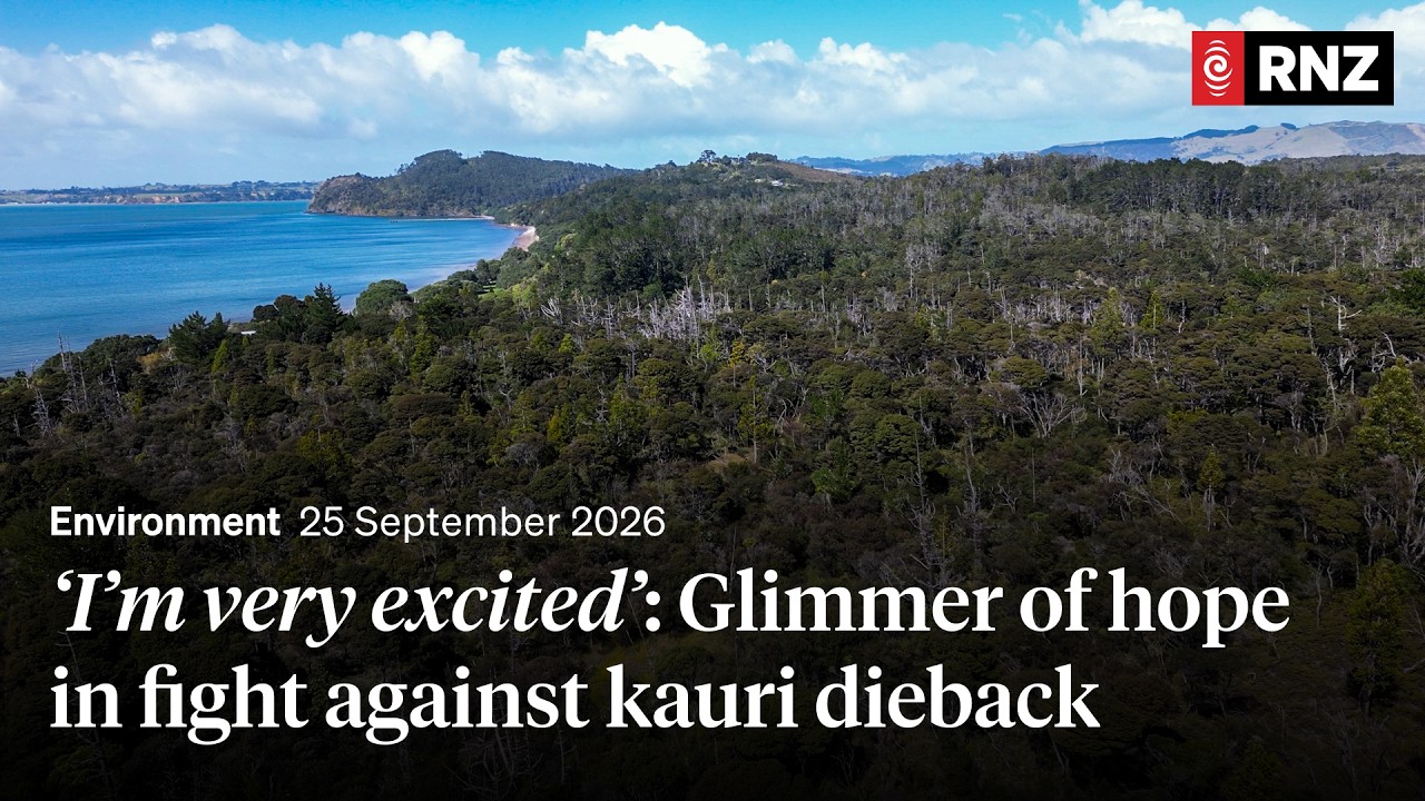 Could this help save Auckland's kauri from dieback? | RNZ
