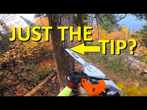 Arborist Techniques #10: Bore Cut Felling