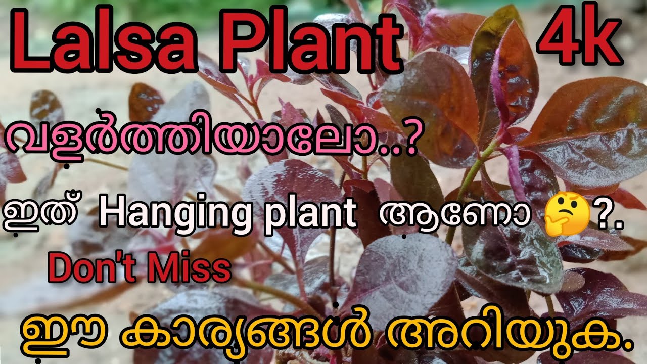 Lalsa plant ruby grass in malayalam. YouTube