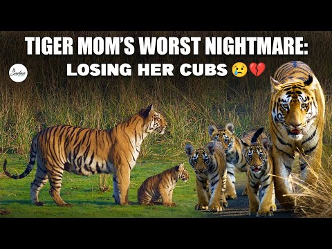 A Mother’s Desperate Search For Her Little Ones || COLLARWALI Tigress || #lostcubs #tadoba #uncut