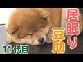 【豆助】撮影って大変！眠くなっちゃた…【柴犬・豆柴】［Shiba Inu］ I'm sleepy …[Shiba Inu / Mameshiba/Puppy]