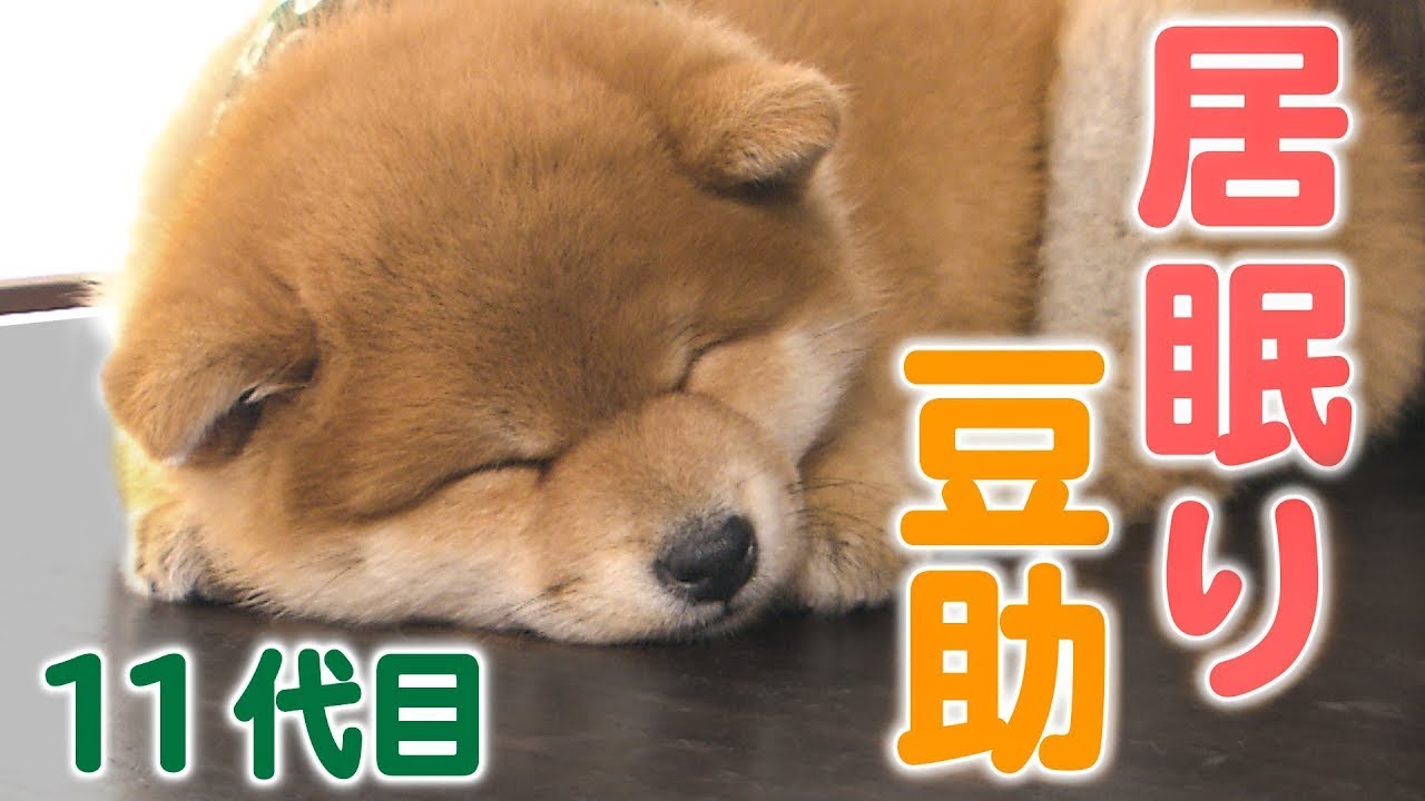 【豆助】撮影って大変！眠くなっちゃた…【柴犬・豆柴】［Shiba Inu］ I'm sleepy …[Shiba Inu / Mameshiba/Puppy]