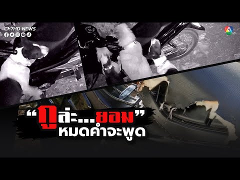 หลักฐานมัดตัว! จับได้ยกแก๊ง กัดเบาะรถจนพรุน | ข่าวออนไลน์ 7HD