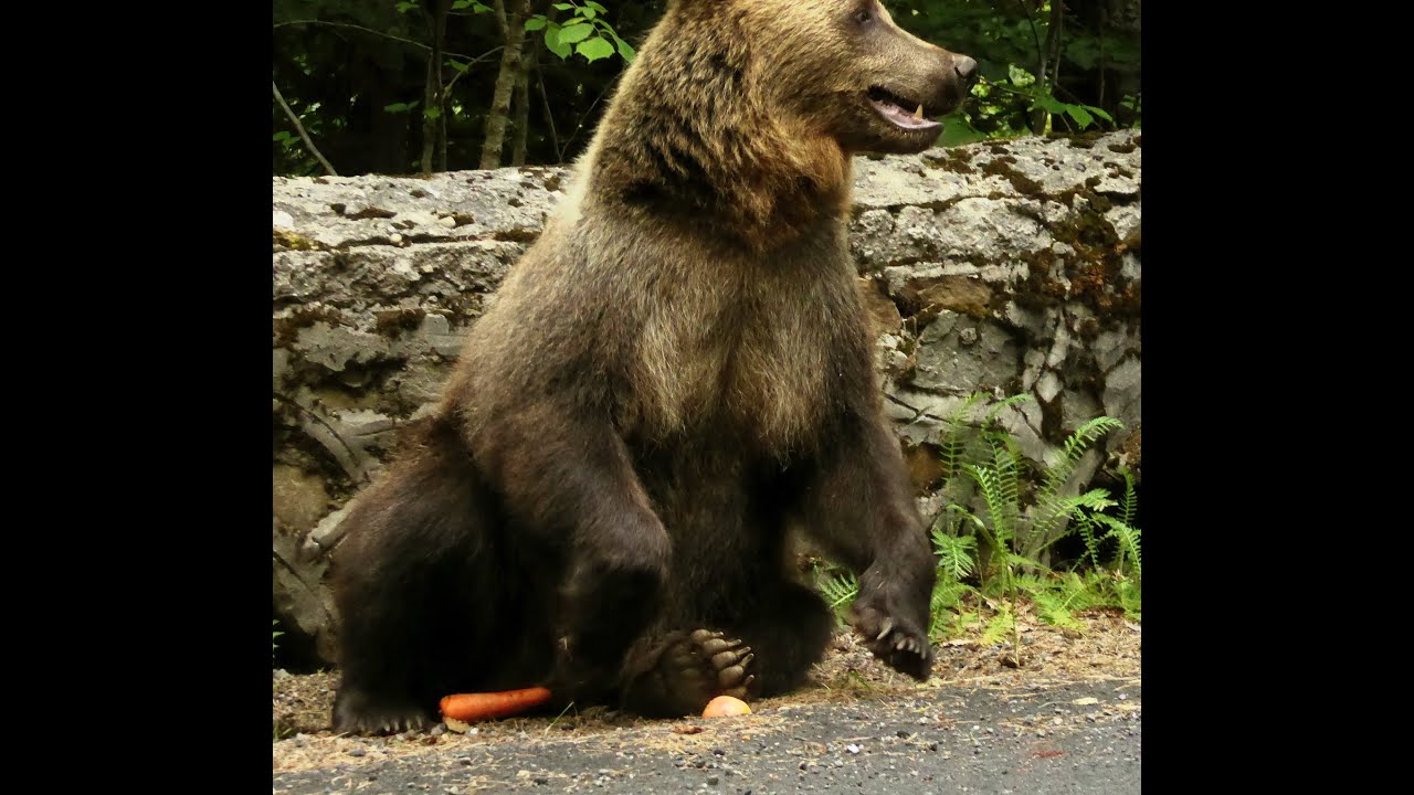 Urșii de pe Transfăgărășan - Bears of Carpathians Transfagarasan