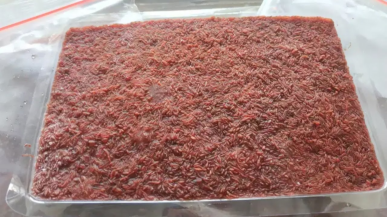 CARA MEMBUAT CACING SUTRA BEKU AGAR AWET