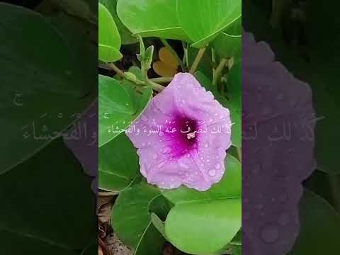 سورة يوسف من الايه 21 إلى الايه 30 بصوت ماهر المعيقلي لايك اشترك بالقناة تعليق يشهد لك 