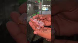 ஆப்பிரிக்க பறவைக்கு Closed ring போட போறோம் ✌️