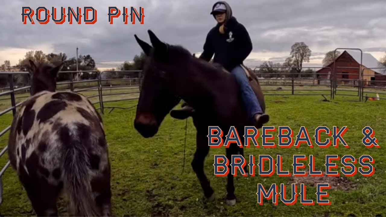 MULES, BRIDLELESS & BAREBACK, NATURAL MULEMANSHIP , CAMERA ON HALTER, 2 MULES AT ONCE 