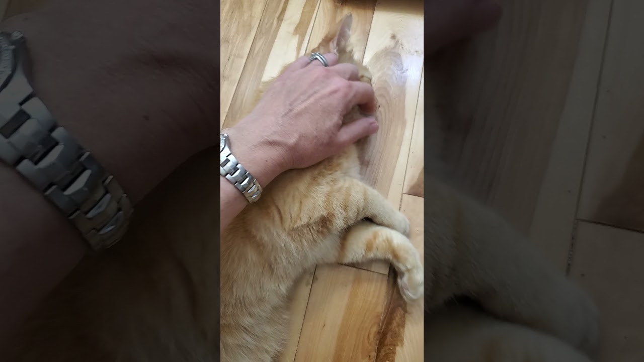 RezDawg Kitty ~ Nelson