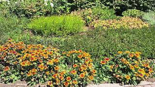 Flowers With Random Walkers Talking 30 sec