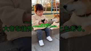 一瞬の油断が、大きな後悔になることもある。#ショート動画 #ペキ柴 #可愛い #かわいい #柴犬 #sora2