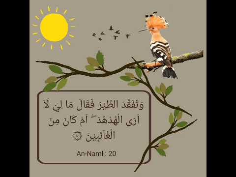 The Hud Hud Hoopoe And Tawheed Ayahs Of Quran Ad Duha