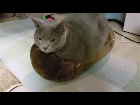 灰色猫が３倍の大きさに膨らんだように見えた！(猫目線映像入り) - YouTube kokesukepapa