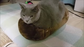 灰色猫が３倍の大きさに膨らんだように見えた！(猫目線映像入り)