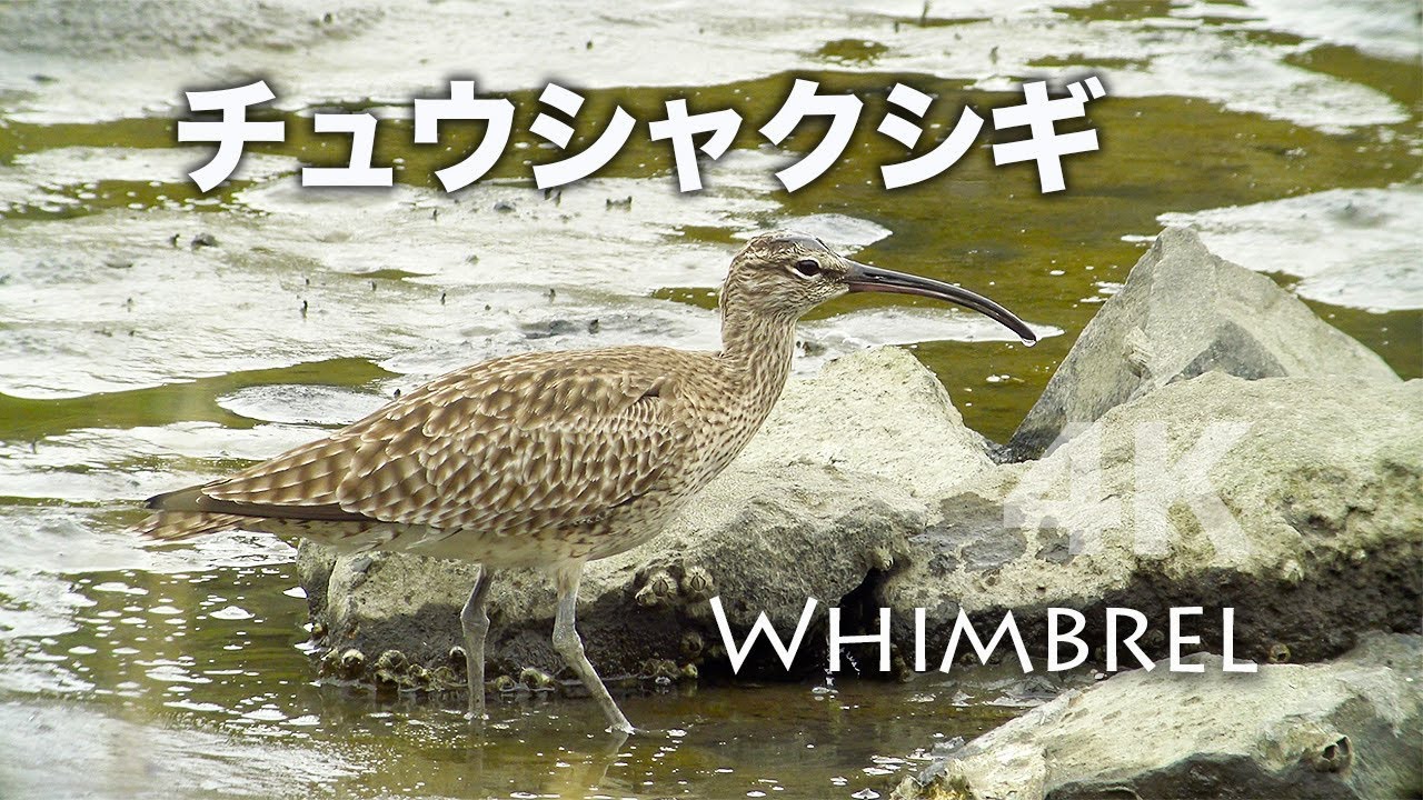 野鳥撮影 チュウシャクシギの食事シーン 4k 葛西臨海公園 Youtube