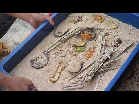 Video Kĩ thuật nuôi sâu quy - Phần 3: Cấy giống - youtube
