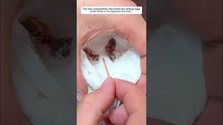 This man unexpectedly discovered two strange eggs under a tree in his backyard and then...