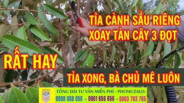 KỸ THUẬT TỈA CÀNH SẦU RIÊNG CÂY 1 NĂM TUỔI - HƯỚNG DẪN TỈA CÀNH SẦU RIÊNG - CÁCH PHÂN BIỆT CÀNH CÁI