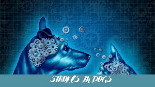 5 Signs of Stroke in Dogs #centralneveroussystem #brains