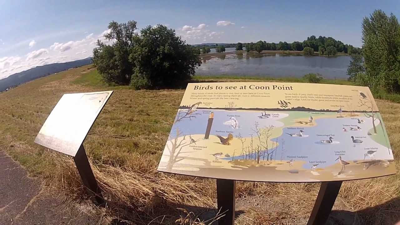 Sauvie Island wildlife viewing at Raccoon Point YouTube