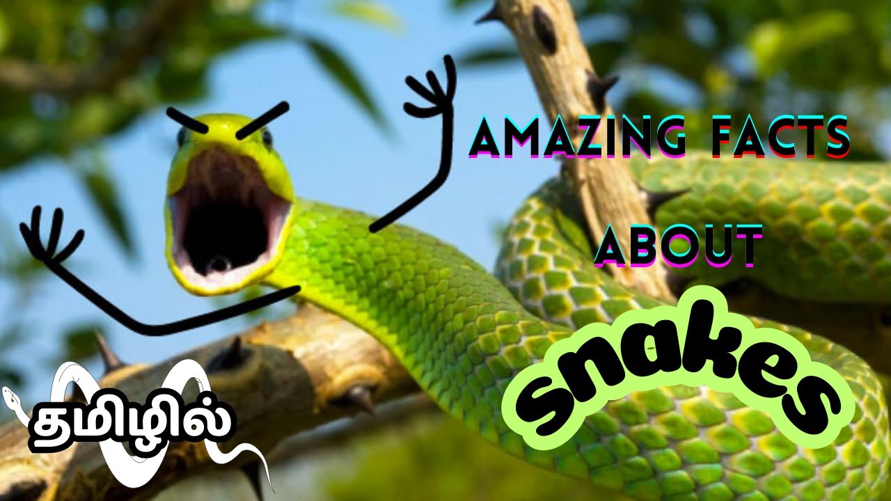 🐍மிரளவைக்கும் பாம்புகள் பற்றிய உண்மைகள் facts about snakes in Tamil😲