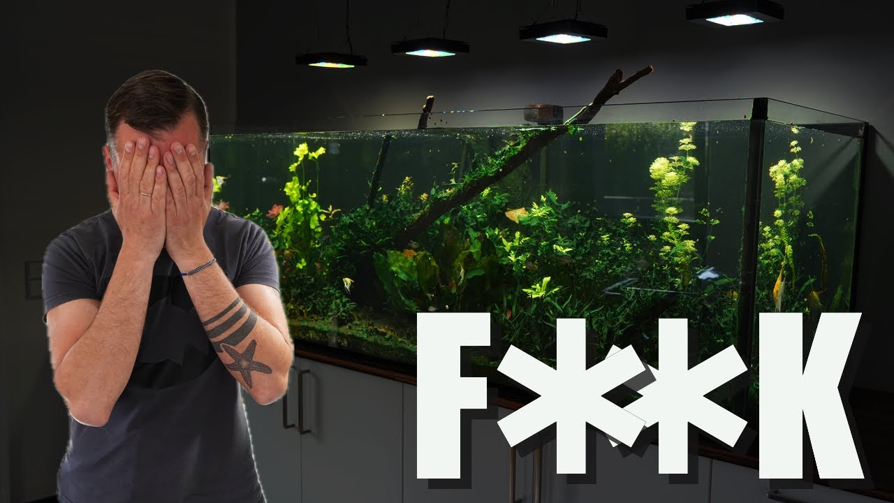 EXTREMER Cyanobakterienbefall in 980 Liter Süßwasseraquarium!!!