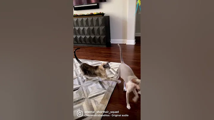 Video 2450761: oriental shorthair cats peterbald