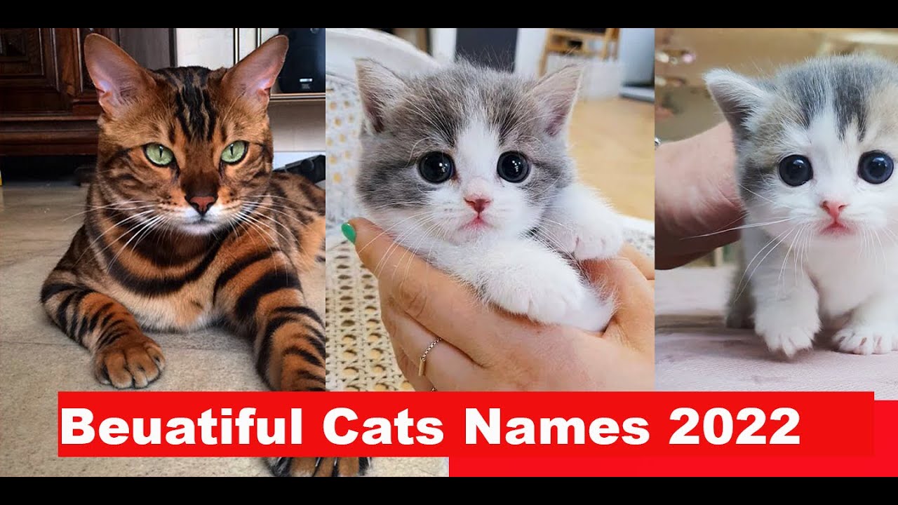 The Most Popular Male and Female Cat Names of 2021 and 2022
