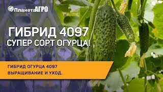 :    4097       4097** |  