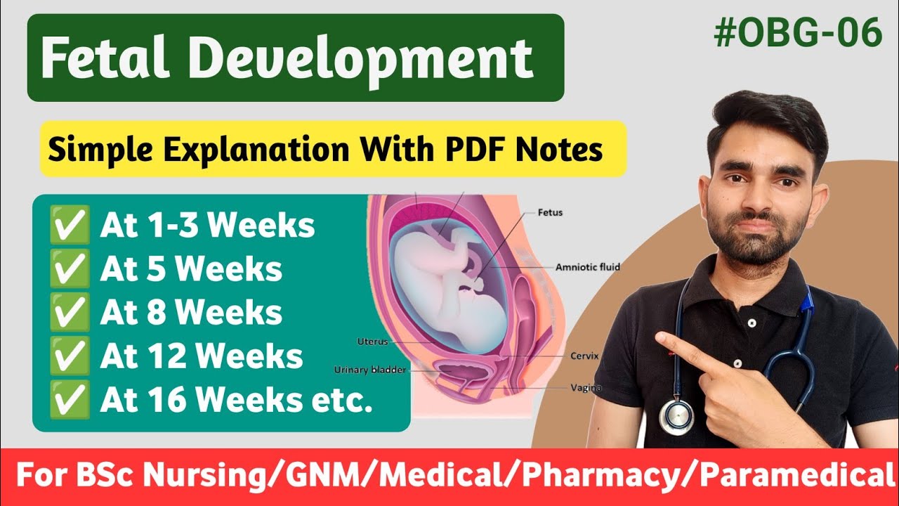 Fetal Development Week By Week | Fetal Development in Hindi - YouTube