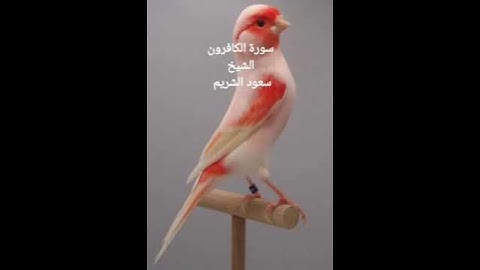 سورة الكافرون للشيخ سعود الشريم