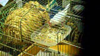 DSCF7074.AVI