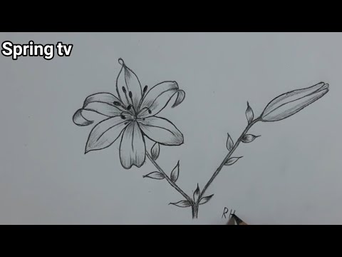 فيديو: كيفية رسم النرجس البري