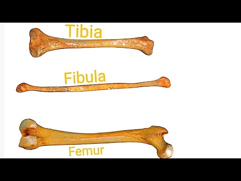 Bones of lower limb ( hip /femur /tibia/ fibula/foot) - YouTube