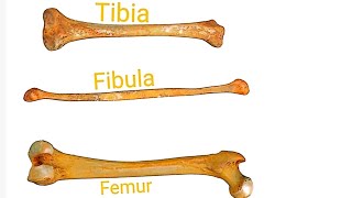 Bones of lower limb ( hip /femur /tibia/ fibula/foot)