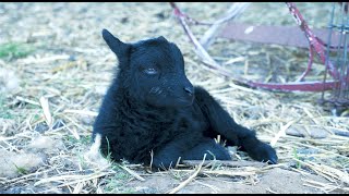 Bay Area Bountiful: Baby Animals