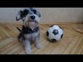 Цвергшнауцер Морган. Zwergschnauzer